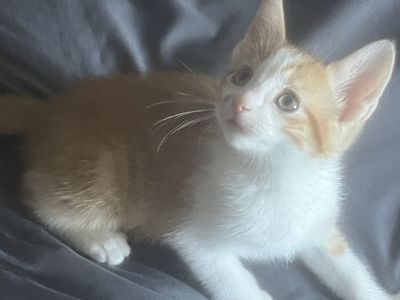 Adorable Fluffy Kittens - Mixed Breed Playful Cats. Box trained. Born July 26.
