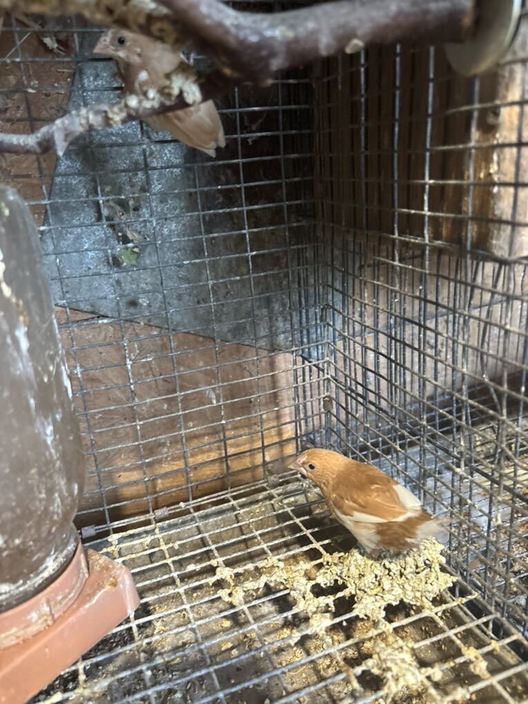 Society Finches For Sale $20.00 Each