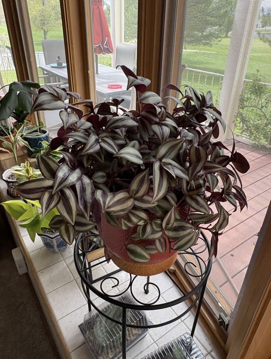 Main image 2
