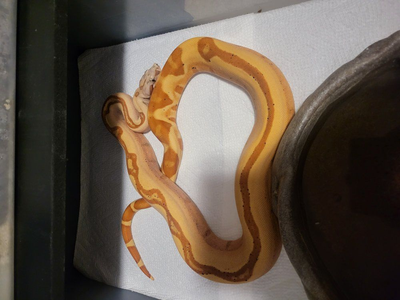 Ready to breed VPI Sunglow Jungle p het Blood male