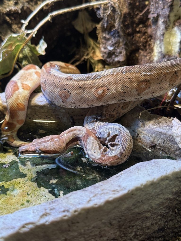 Hypo Colombian Red Tail Boa