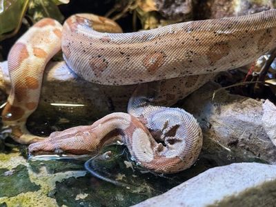 Hypo Colombian Red Tail Boa