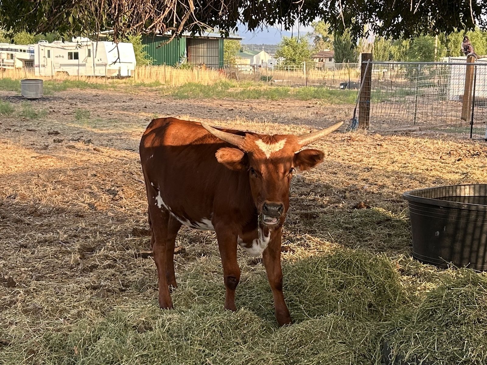 Longhorn Calf Heifer