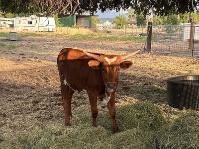 Longhorn Calf Heifer