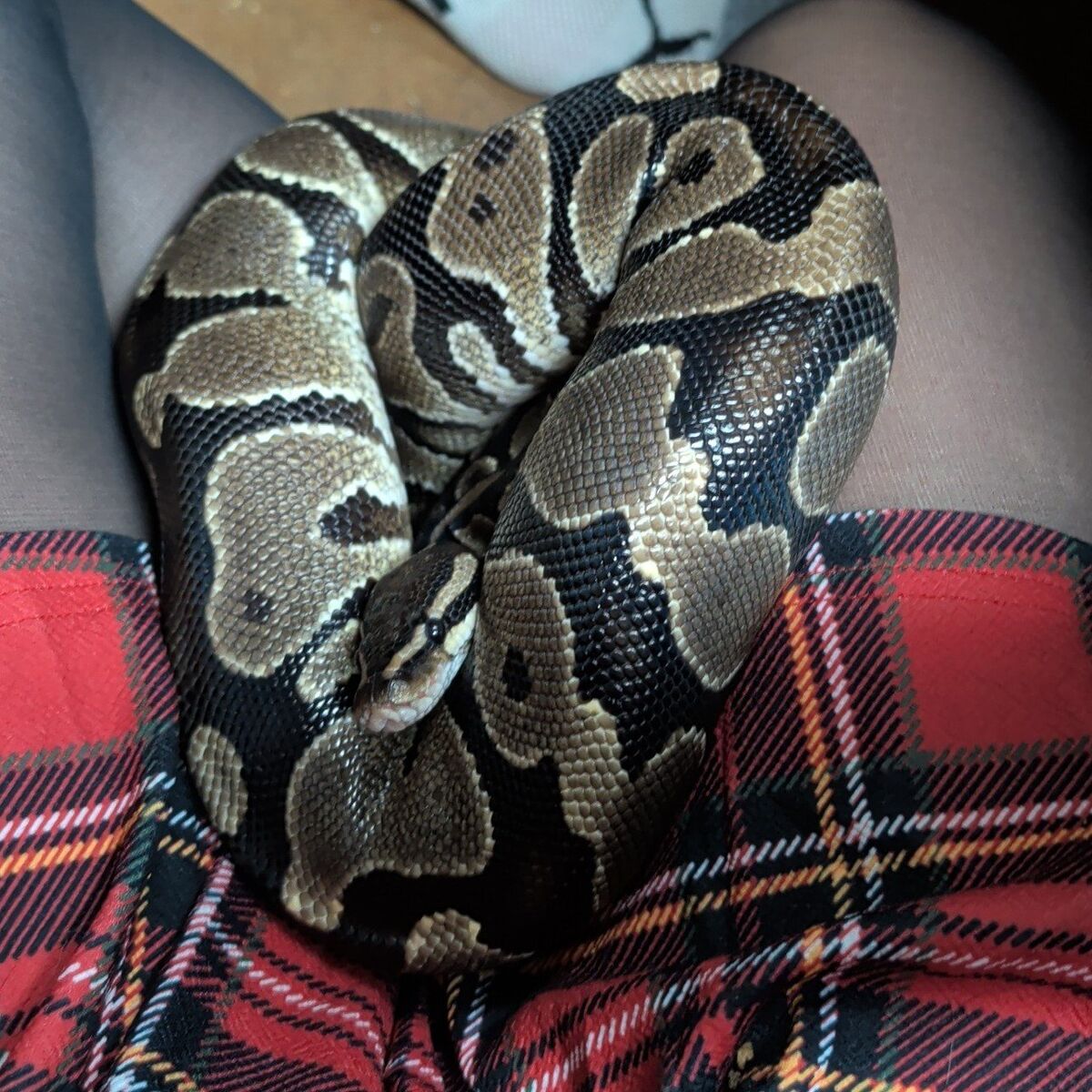 4 yr old ball python