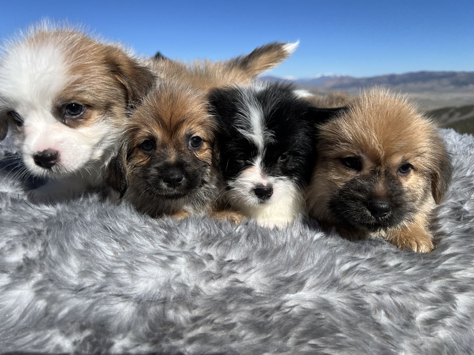 Shih Tzu / Corgi Puppies