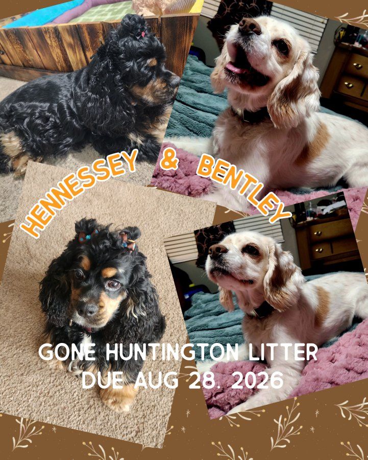 AKC American Cocker Spaniel Puppies
