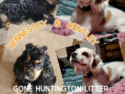 AKC American Cocker Spaniel Puppies