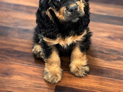 AKC Cocker Spaniel Poppy