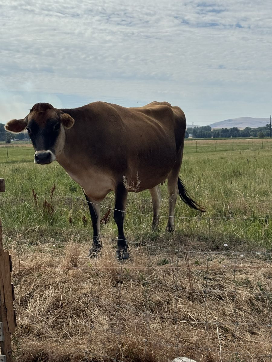 Jersey heifer