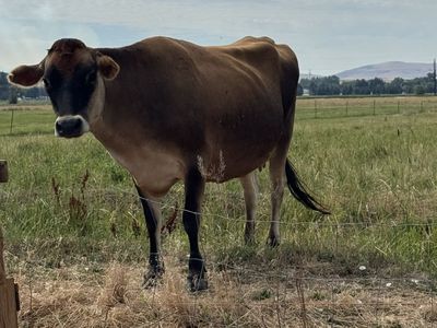 Jersey heifer
