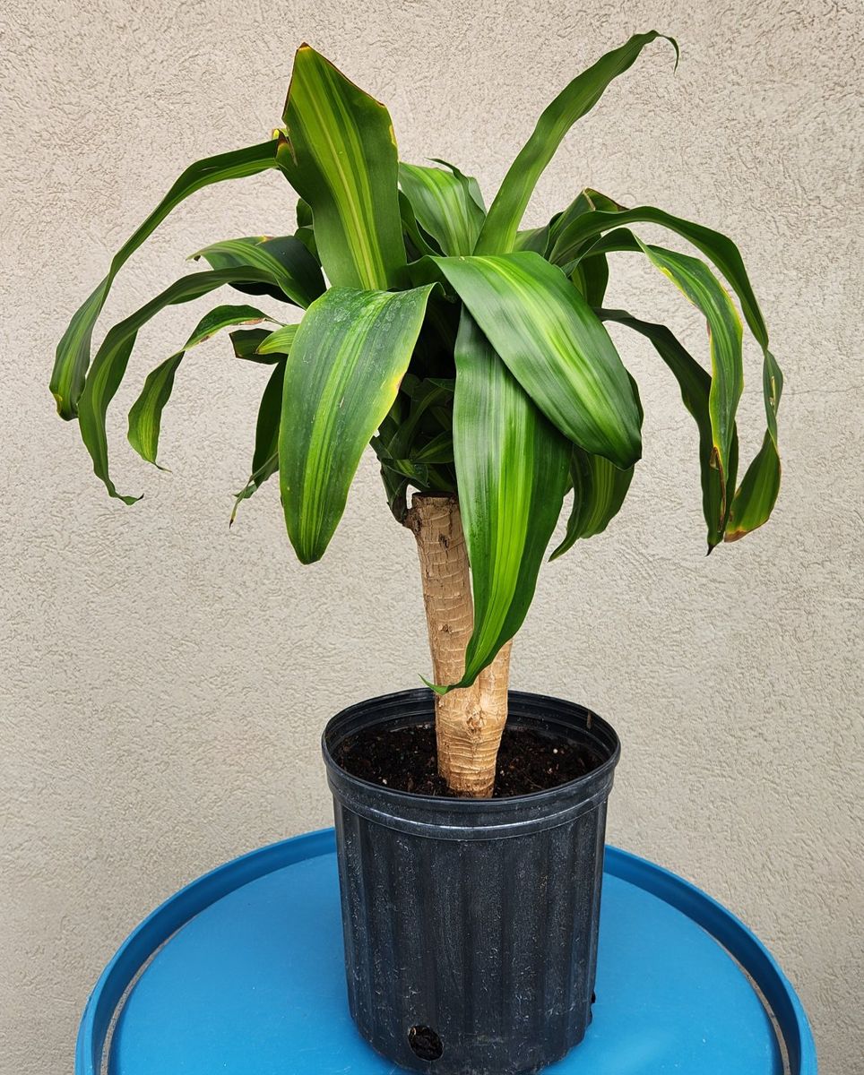 Dracaena (corn plant)