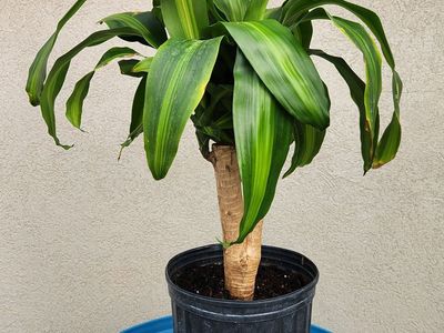 Dracaena (corn plant)