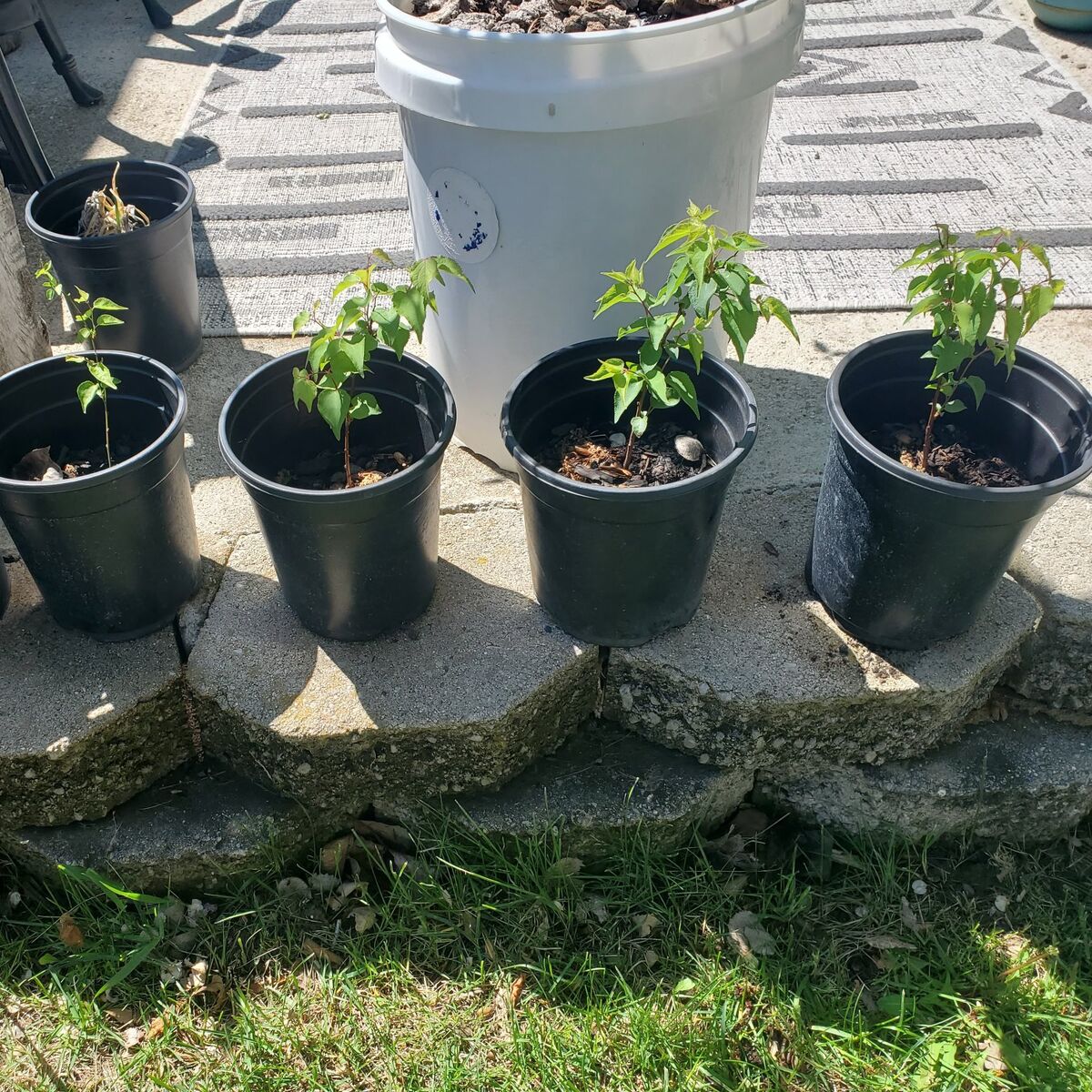 Apricot Fruit Tree and Peach Fruit Tree
