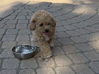 Male Mini Goldendoodle Puppy available