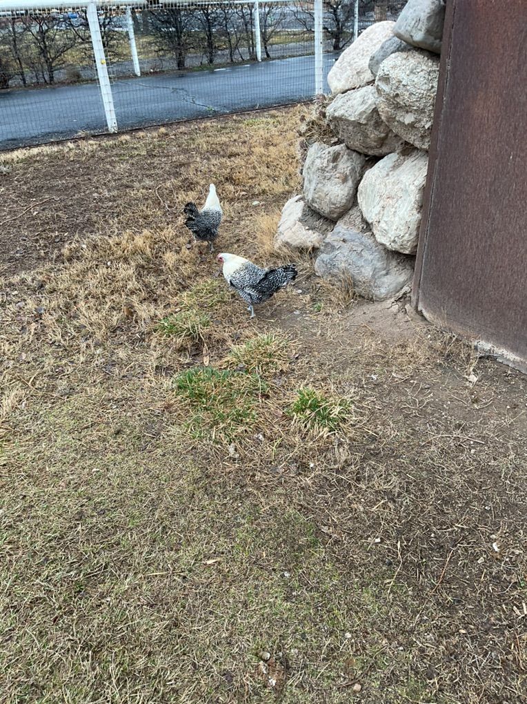 Deathlayer Chickens