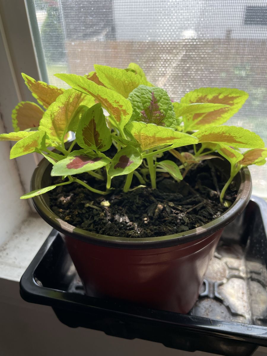 Coleus plant