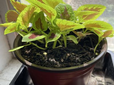 Coleus plant