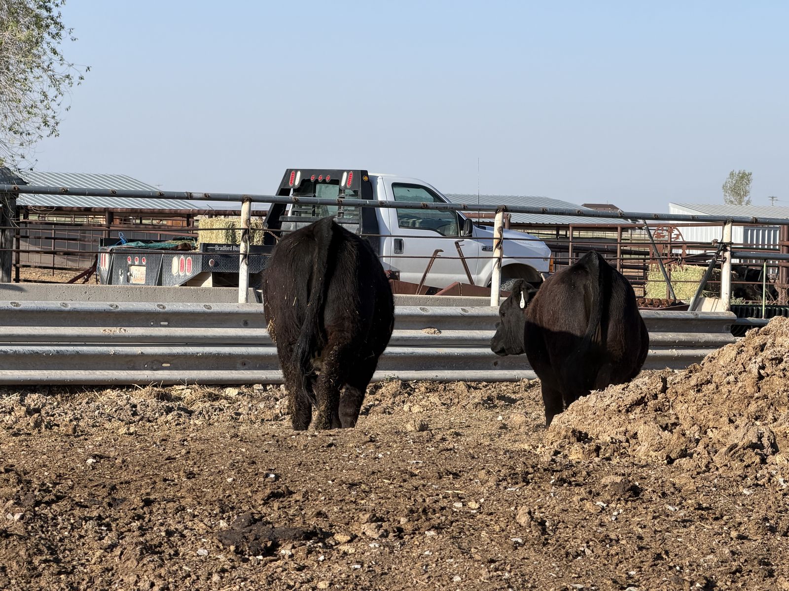 Black angus heifers