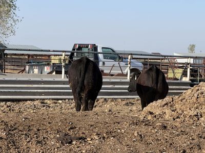 Black angus heifers
