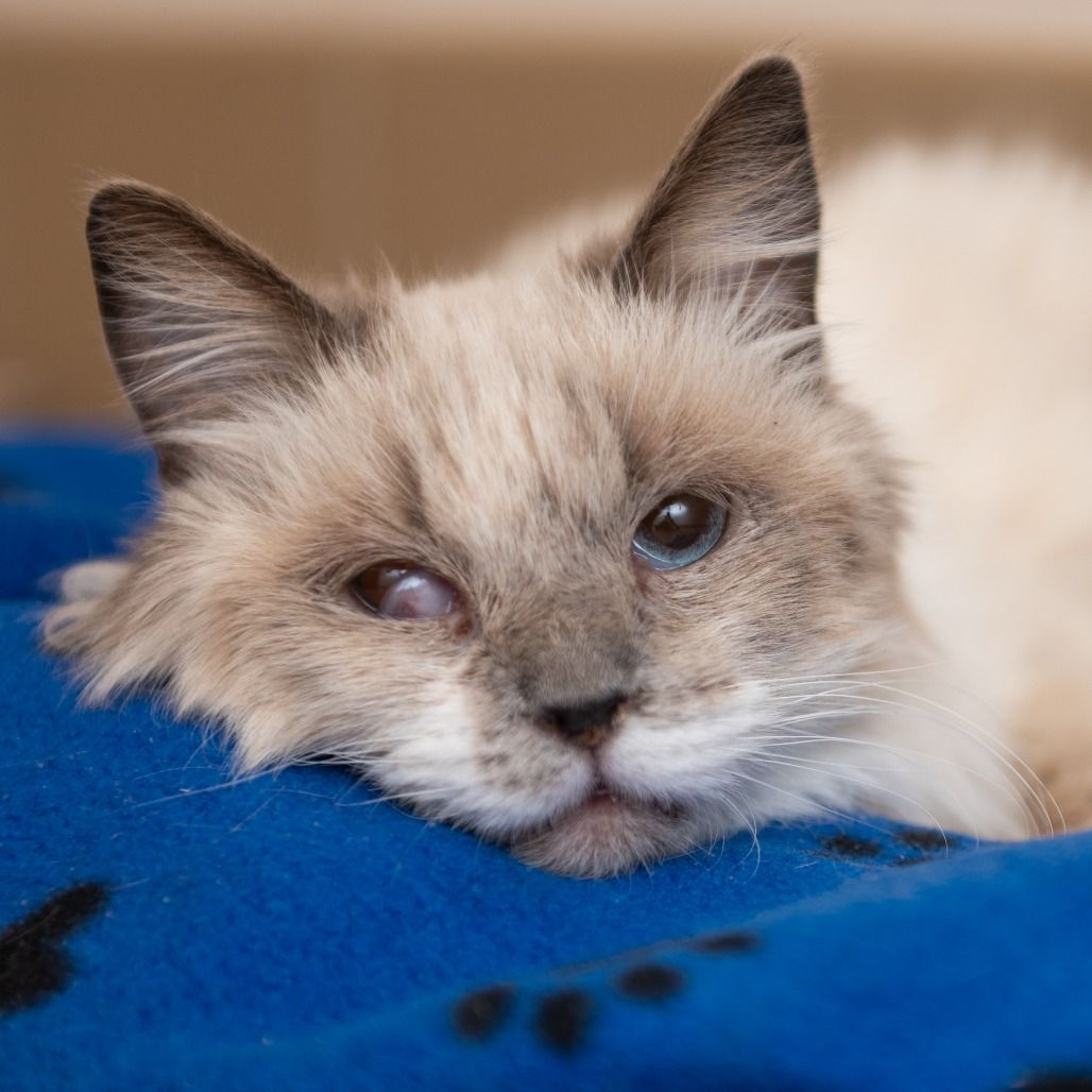 Hello my name is Lima Bean