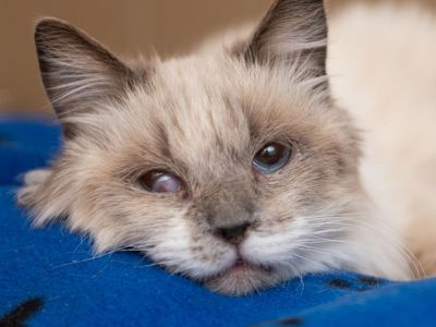 Hello my name is Lima Bean