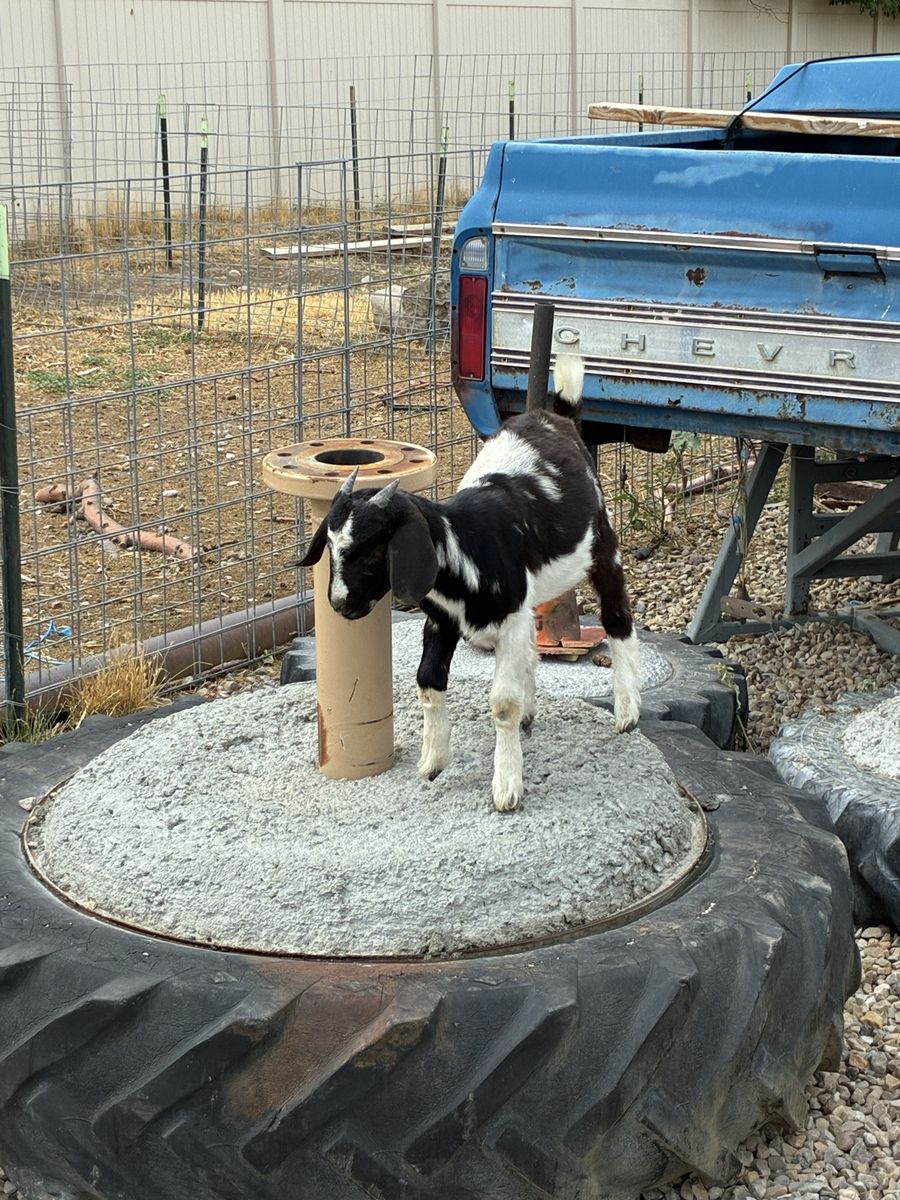 Dappled Boer doeling