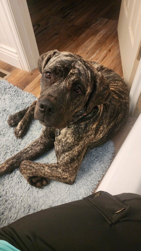 Rare South African Boerboel Mastiff- 1.5years Old - Black Brindle Female