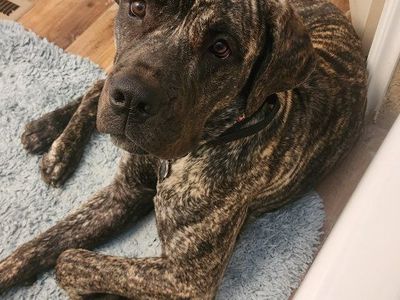 Rare South African Boerboel Mastiff- 1.5years Old - Black Brindle Female