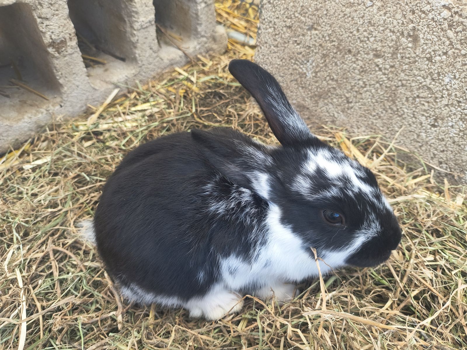 New Zealand Bunnies