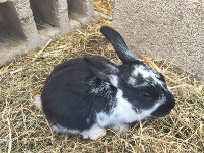 New Zealand Bunnies