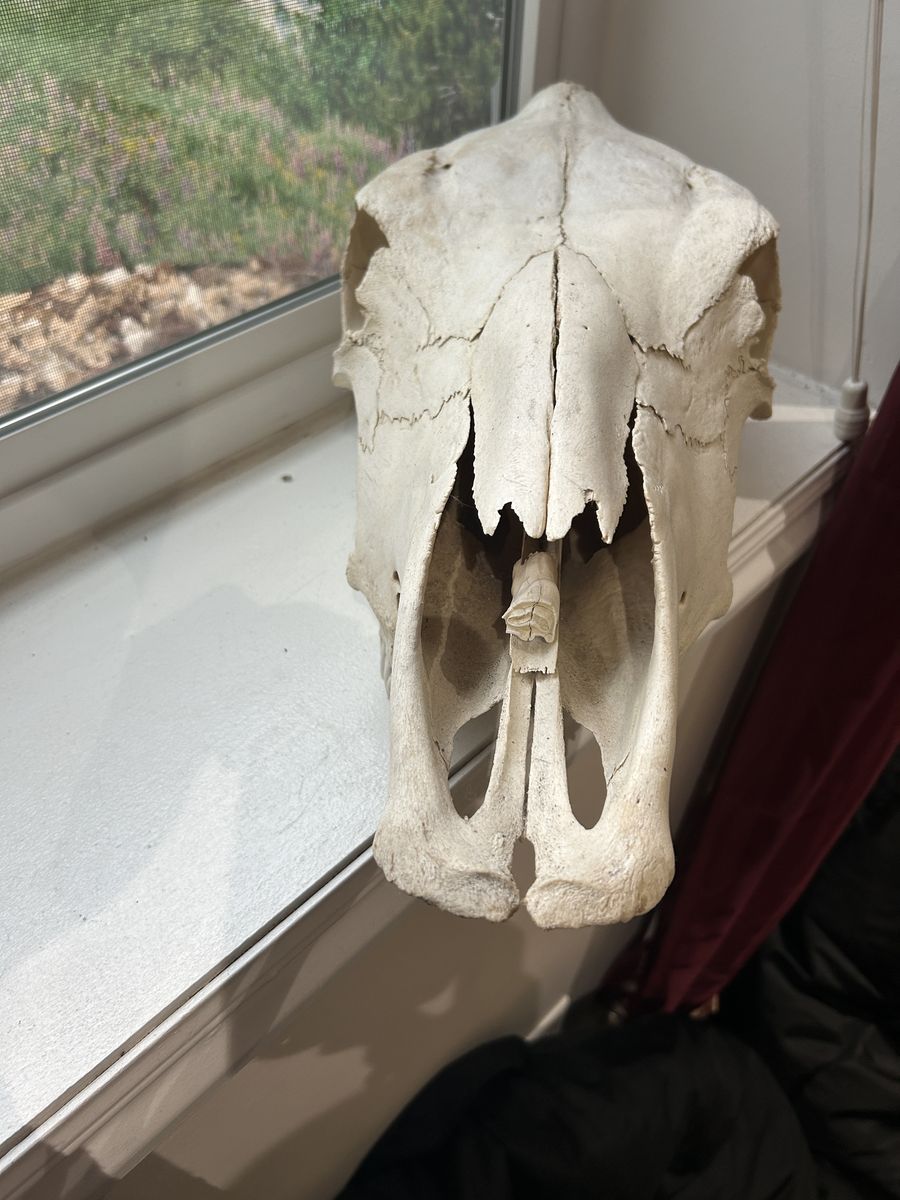 REAL Horse head skull w/teeth