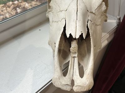 REAL Horse head skull w/teeth