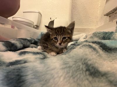 3 Adorable Tabby Kitten - Playful & Loving, Ready for a Forever Home!
