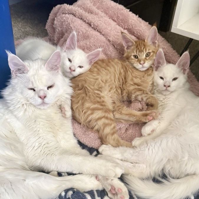 Maine Coon Kittens! Only 1 left!