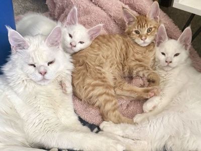 Maine Coon Kittens! Only 1 left!