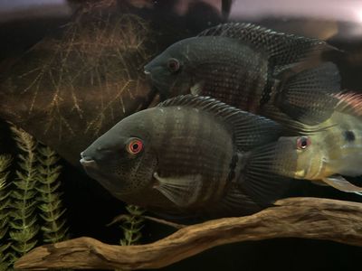 Two 6-7" Heros Liberfer Mouthbrooding Severum