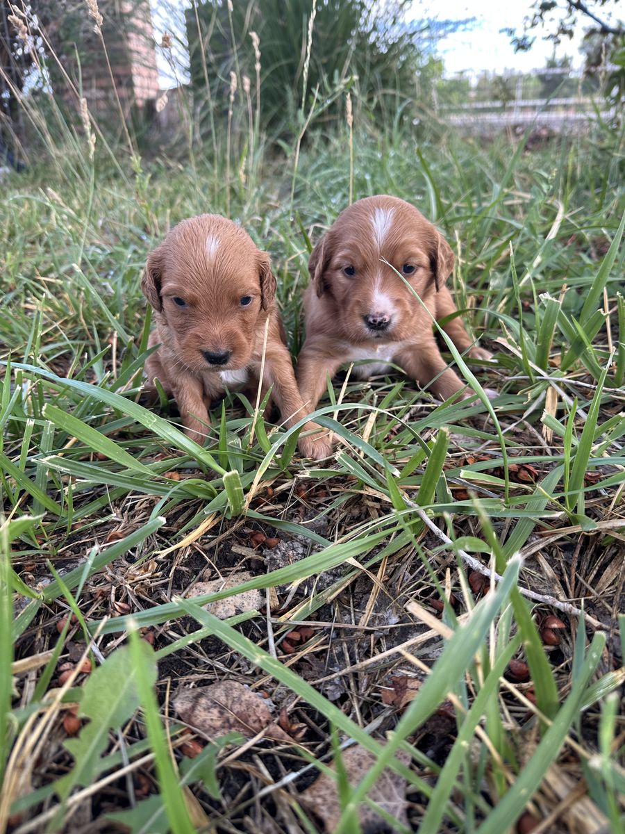 English Setter x Golden Retriever Puppies