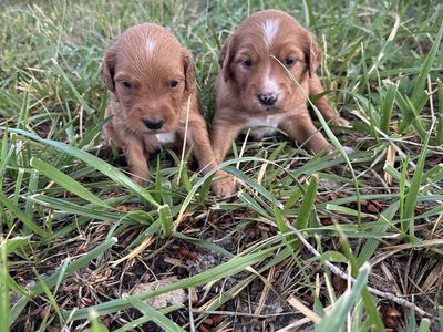 English Setter x Golden Retriever Puppies