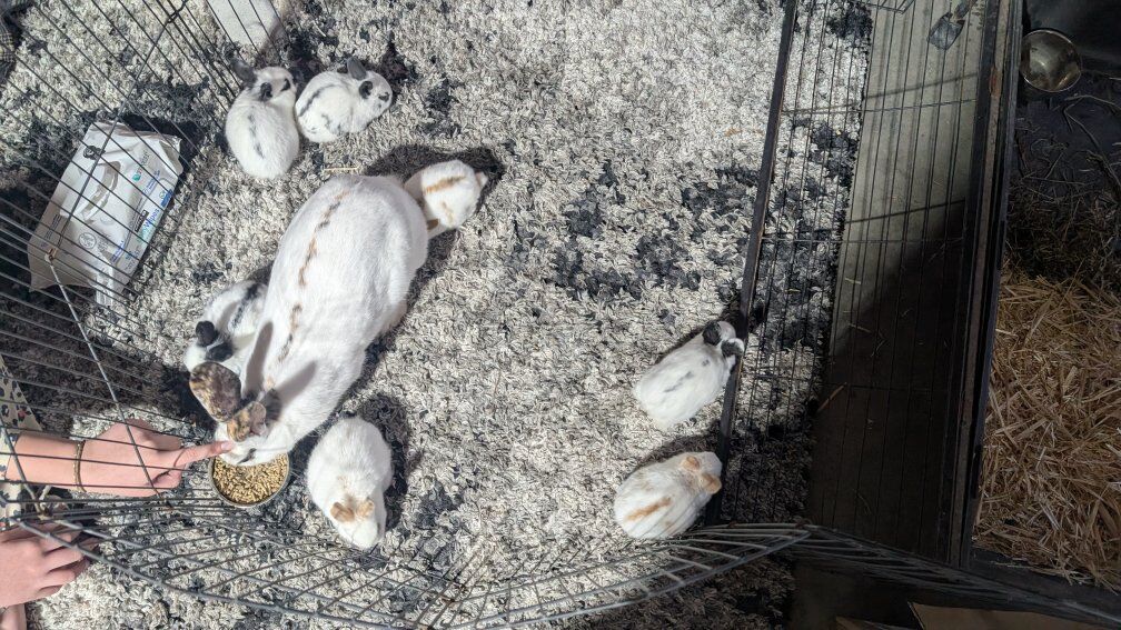 Baby Rhinelander Rex Bunnies