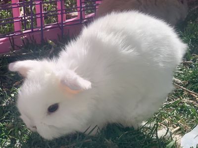 Gorgeous Baby Holland Lops Ready To Reserve!