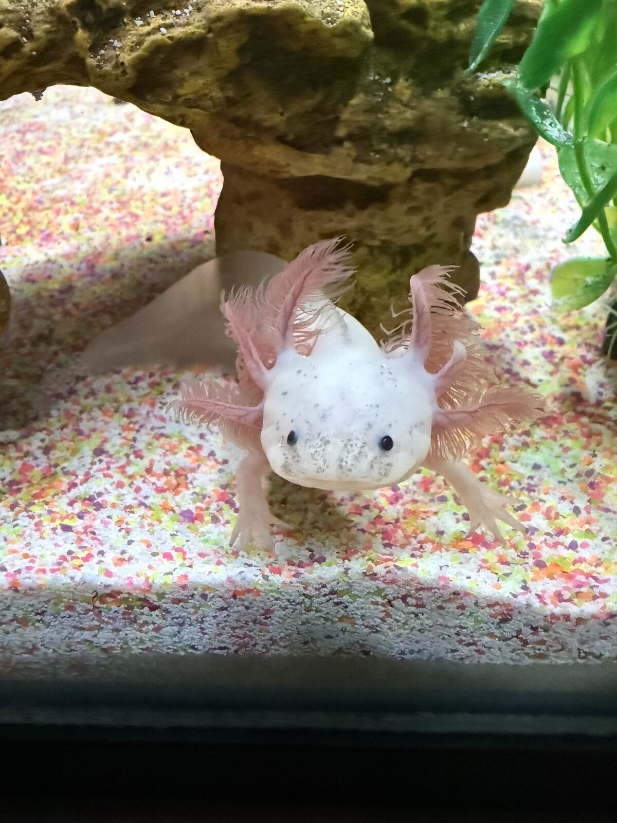 Axolotl