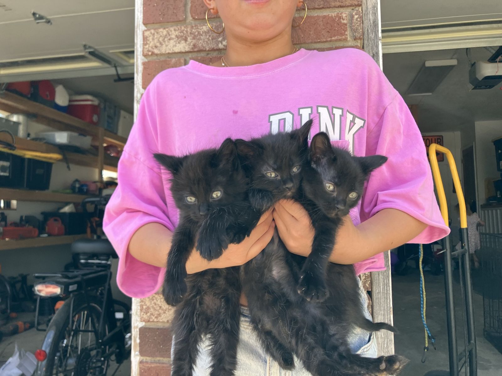 Baby Kitties