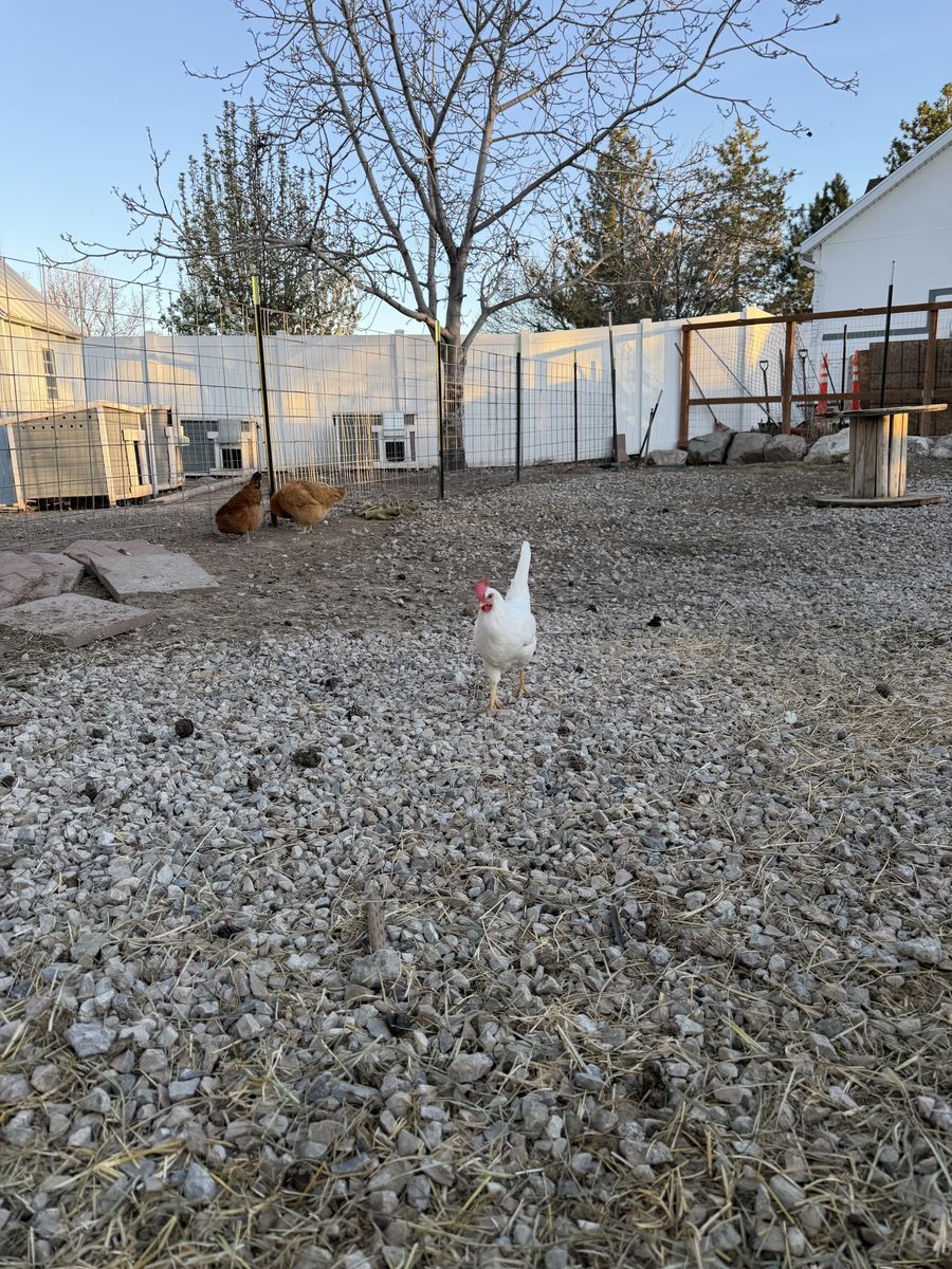 5 month old laying hens (chickens)