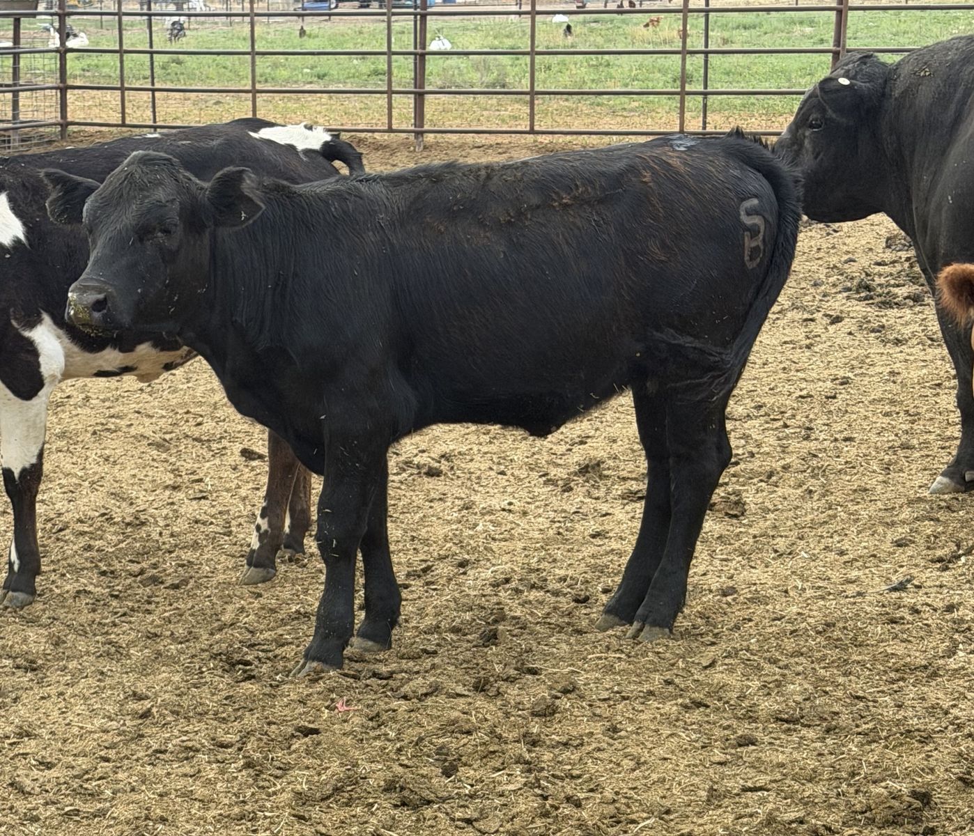 (2) Black Angus heifers