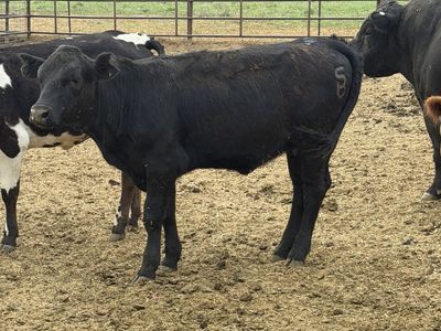 (2) Black Angus heifers