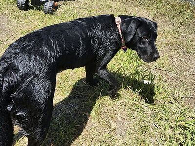 5 year old female lab