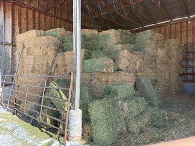 hay for sale