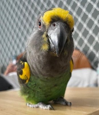 ISO Meyers Senegal or Indian ringneck