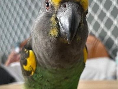 ISO Meyers Senegal or Indian ringneck